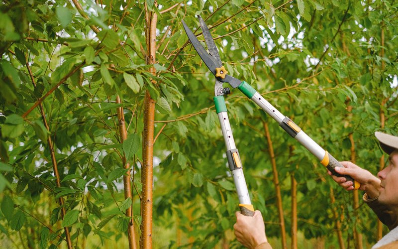 Tree trimming in Beaver Dam, WI